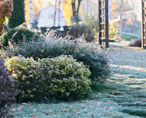 Beautiful winter or late autumn garden view with first frost, snowy conifers and shrubs