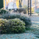 Beautiful winter or late autumn garden view with first frost, snowy conifers and shrubs